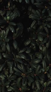 Preview wallpaper leaves, branches, dark, plant, green