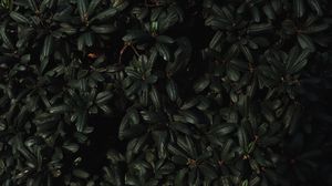 Preview wallpaper leaves, branches, dark, plant, green