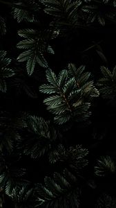 Preview wallpaper leaves, branches, dark, green, plant