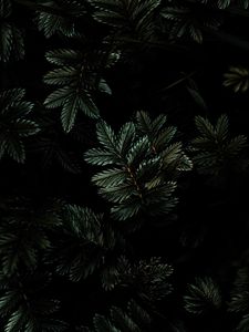 Preview wallpaper leaves, branches, dark, green, plant