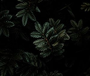 Preview wallpaper leaves, branches, dark, green, plant