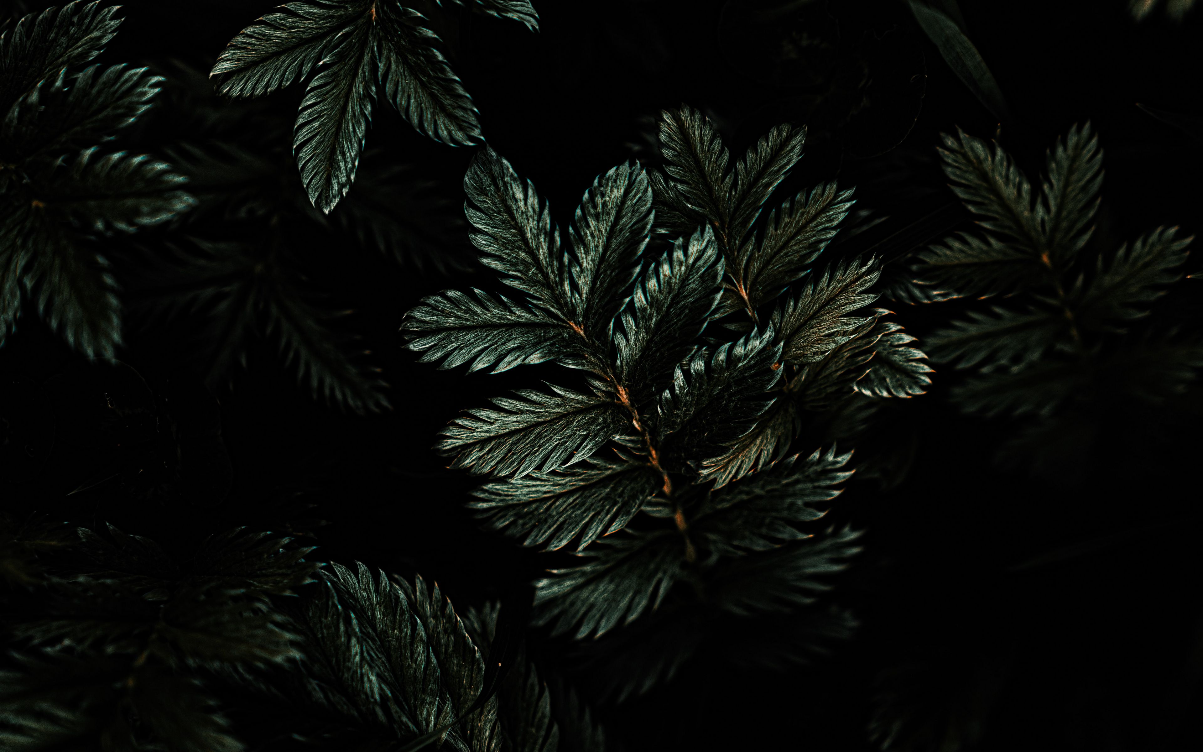 Download Wallpaper 3840X2400 Leaves, Branches, Dark, Green, Plant 4K