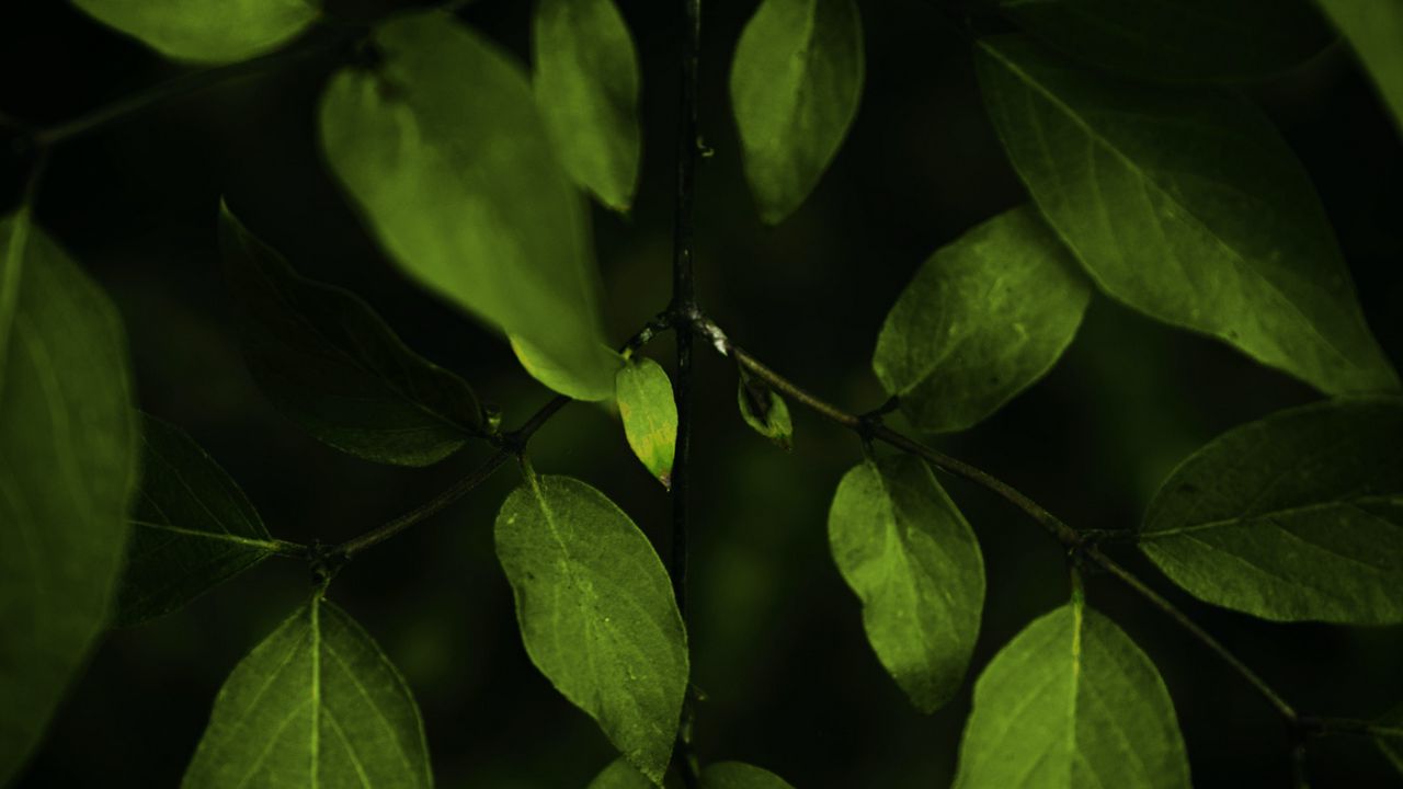 Wallpaper leaves, branches, dark, plant, macro