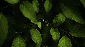 Preview wallpaper leaves, branches, dark, plant, macro