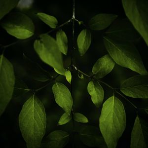 Preview wallpaper leaves, branches, dark, plant, macro