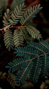 Preview wallpaper leaves, branches, darkness, macro