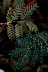 Preview wallpaper leaves, branches, darkness, macro