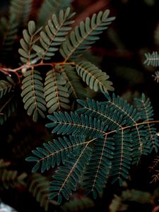 Preview wallpaper leaves, branches, darkness, macro