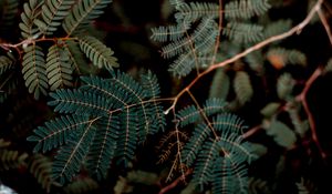 Preview wallpaper leaves, branches, darkness, macro