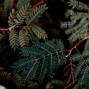 Preview wallpaper leaves, branches, darkness, macro