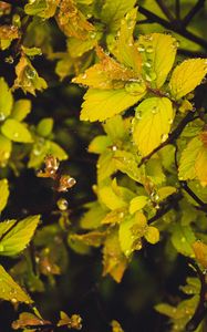 Preview wallpaper leaves, branches, drops, macro, dew