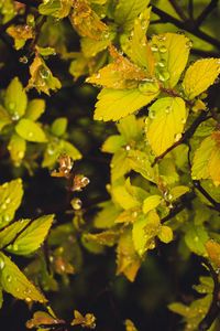 Preview wallpaper leaves, branches, drops, macro, dew