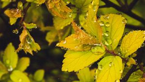 Preview wallpaper leaves, branches, drops, macro, dew