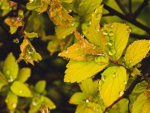 Preview wallpaper leaves, branches, drops, macro, dew