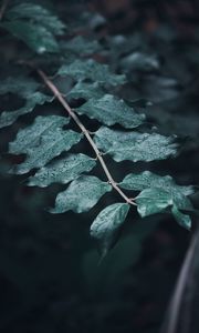 Preview wallpaper leaves, branches, drops, macro, dew, focus
