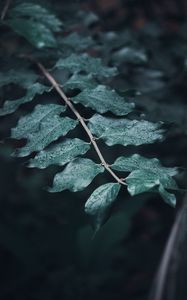 Preview wallpaper leaves, branches, drops, macro, dew, focus