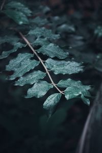 Preview wallpaper leaves, branches, drops, macro, dew, focus