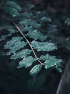 Preview wallpaper leaves, branches, drops, macro, dew, focus