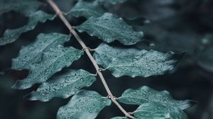 Preview wallpaper leaves, branches, drops, macro, dew, focus