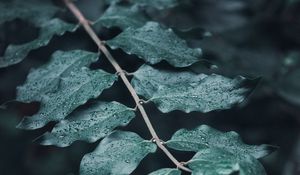 Preview wallpaper leaves, branches, drops, macro, dew, focus