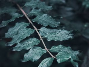 Preview wallpaper leaves, branches, drops, macro, dew, focus