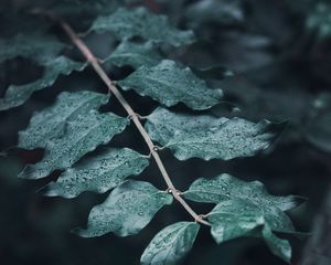 Preview wallpaper leaves, branches, drops, macro, dew, focus