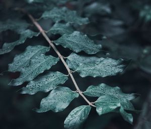 Preview wallpaper leaves, branches, drops, macro, dew, focus