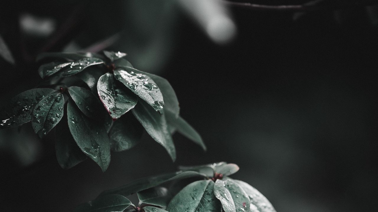 Wallpaper leaves, branches, drops, wet, macro, green