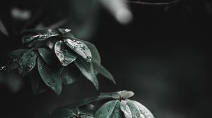 Preview wallpaper leaves, branches, drops, wet, macro, green