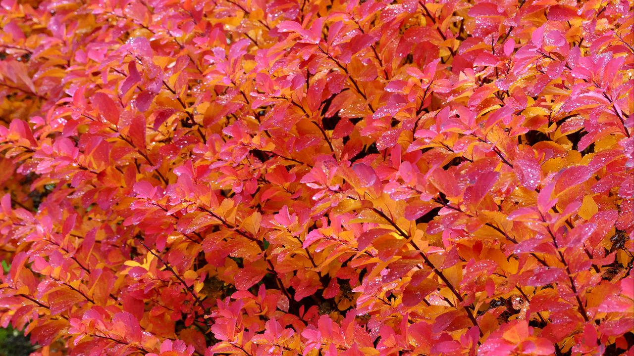 Wallpaper leaves, branches, drops, macro, pink