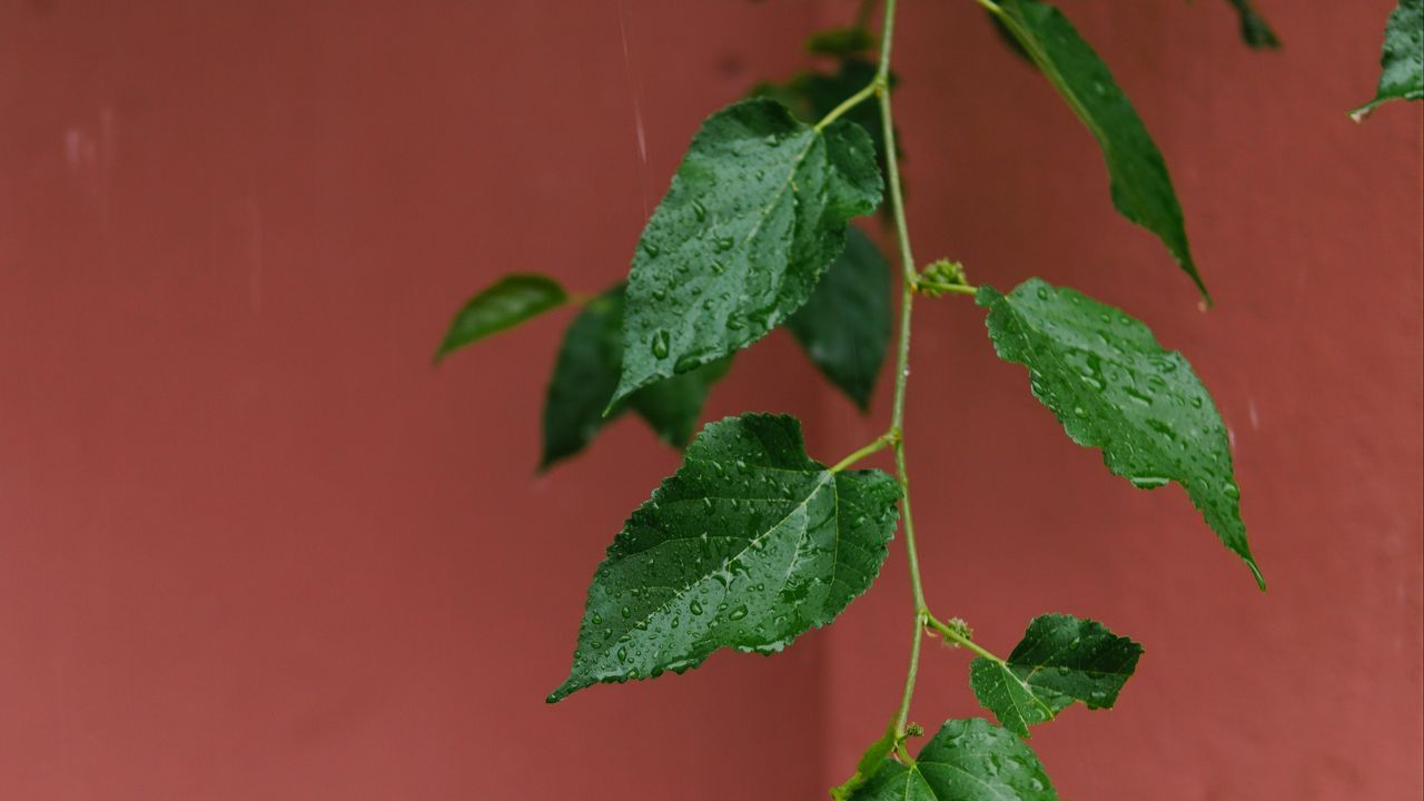 Wallpaper leaves, branches, drops, rain, macro