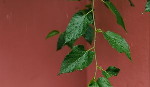 Preview wallpaper leaves, branches, drops, rain, macro