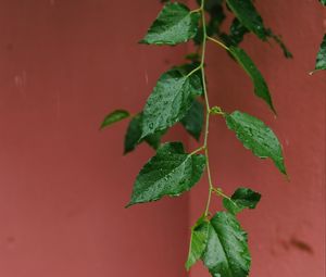 Preview wallpaper leaves, branches, drops, rain, macro
