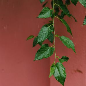 Preview wallpaper leaves, branches, drops, rain, macro