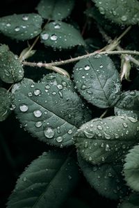 Preview wallpaper leaves, branches, drops, wet, green, macro