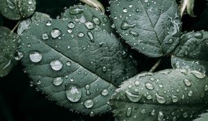 Preview wallpaper leaves, branches, drops, wet, green, macro