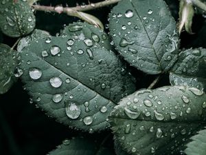 Preview wallpaper leaves, branches, drops, wet, green, macro