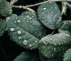 Preview wallpaper leaves, branches, drops, wet, green, macro