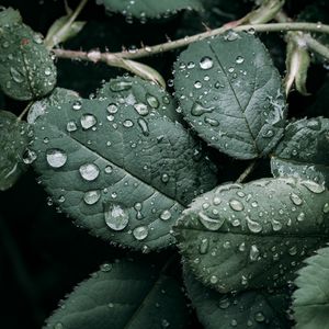 Preview wallpaper leaves, branches, drops, wet, green, macro