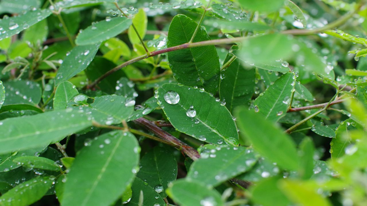 Wallpaper leaves, branches, drops, macro, green