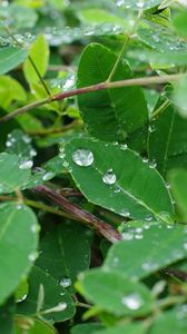 Preview wallpaper leaves, branches, drops, macro, green