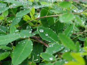 Preview wallpaper leaves, branches, drops, macro, green