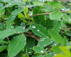 Preview wallpaper leaves, branches, drops, macro, green
