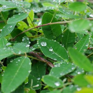 Preview wallpaper leaves, branches, drops, macro, green