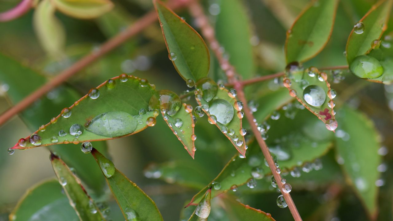 Wallpaper leaves, branches, drops, macro, plant
