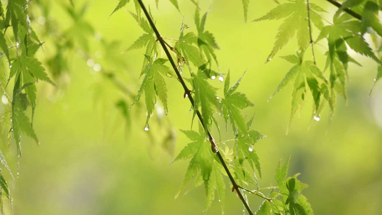 Wallpaper leaves, branches, drops, rain, green