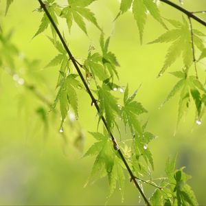 Preview wallpaper leaves, branches, drops, rain, green