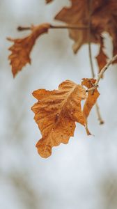 Preview wallpaper leaves, branches, dry, autumn, macro
