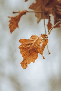 Preview wallpaper leaves, branches, dry, autumn, macro