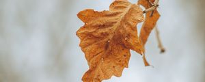 Preview wallpaper leaves, branches, dry, autumn, macro